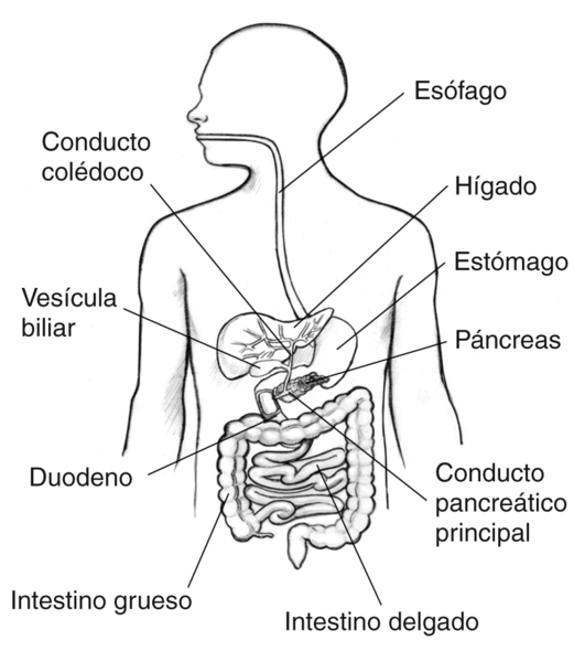 Dibujo del tracto gastrointestinal en el interior del contorno del torso de un hombre con el esófago, el estómago, el hígado, el conducto biliar común, la vesícula biliar, el páncreas, el conducto pancreático principal, el duodeno, el intestino delgado y