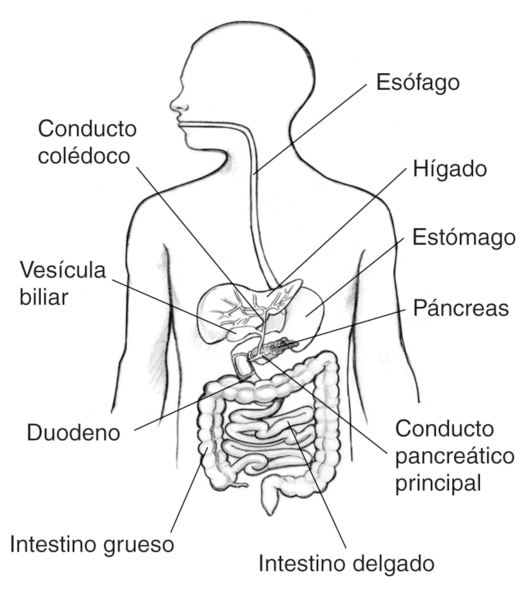 Dibujo del tracto gastrointestinal en el interior del contorno del torso de un hombre con el esófago, el estómago, el hígado, el conducto biliar común, la vesícula biliar, el páncreas, el conducto pancreático principal, el duodeno, el intestino delgado y