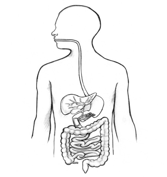 Dibujo del tubo digestivo dentro del dibujo del torso de un hombre.