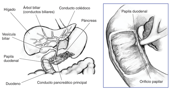 Ilustración del sistema biliar.