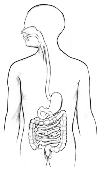 Drawing of the digestive tract in the outline of a male figure.