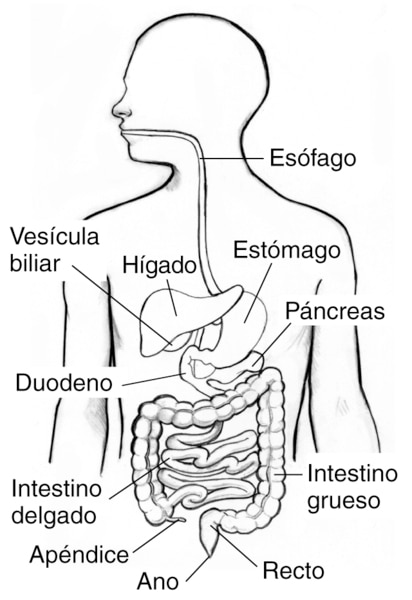 Ilustración del aparato digestivo dentro de una silueta de la parte superior del cuerpo humano. Se señala al: esófago, estómago, hígado, vesícula biliar, duodeno, páncreas, intestino delgado, intestino grueso, apéndice, recto y ano.