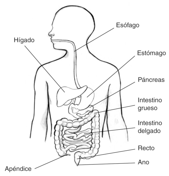 Ilustración del aparato digestivo dentro de una silueta de la parte superior del cuerpo humano. Se señala el apéndice, hígado, esófago, estómago, páncreas, intestino grueso, intestino delgado, recto y ano.