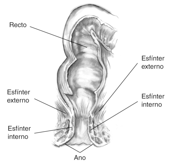 Dibujo de los músculos del esfínter anales externos e internos con el esfínter interno, esfínter externo, recto, y ano etiquetados.