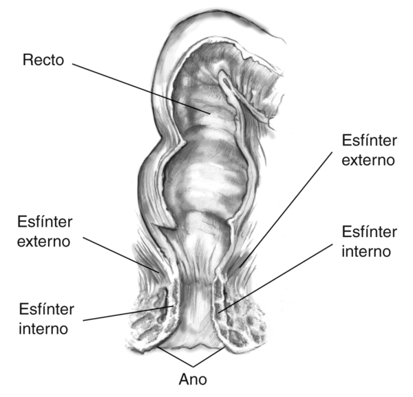 Dibujo de los músculos del esfínter anales externos e internos con el esfínter interno, esfínter externo, recto, y ano etiquetados.