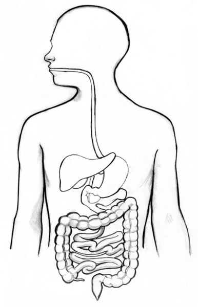 Ilustración del aparato digestivo.