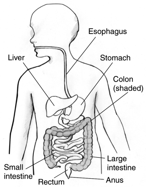 Drawing of a child’s gastrointestinal tract with labels pointing to the liver, esophagus, stomach, large intestine, small intestine, colon, rectum, and anus.