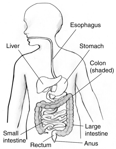 Drawing of a child’s gastrointestinal tract with labels pointing to the liver, esophagus, stomach, large intestine, small intestine, colon, rectum, and anus.