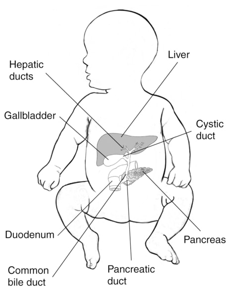 Drawing of a normal liver and biliary system in an infant.
