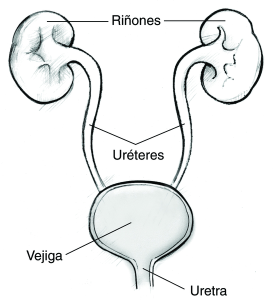 Ilustración de las vías urinarias. Se identifica a los riñones, los uréteres, la vejiga y la uretra.