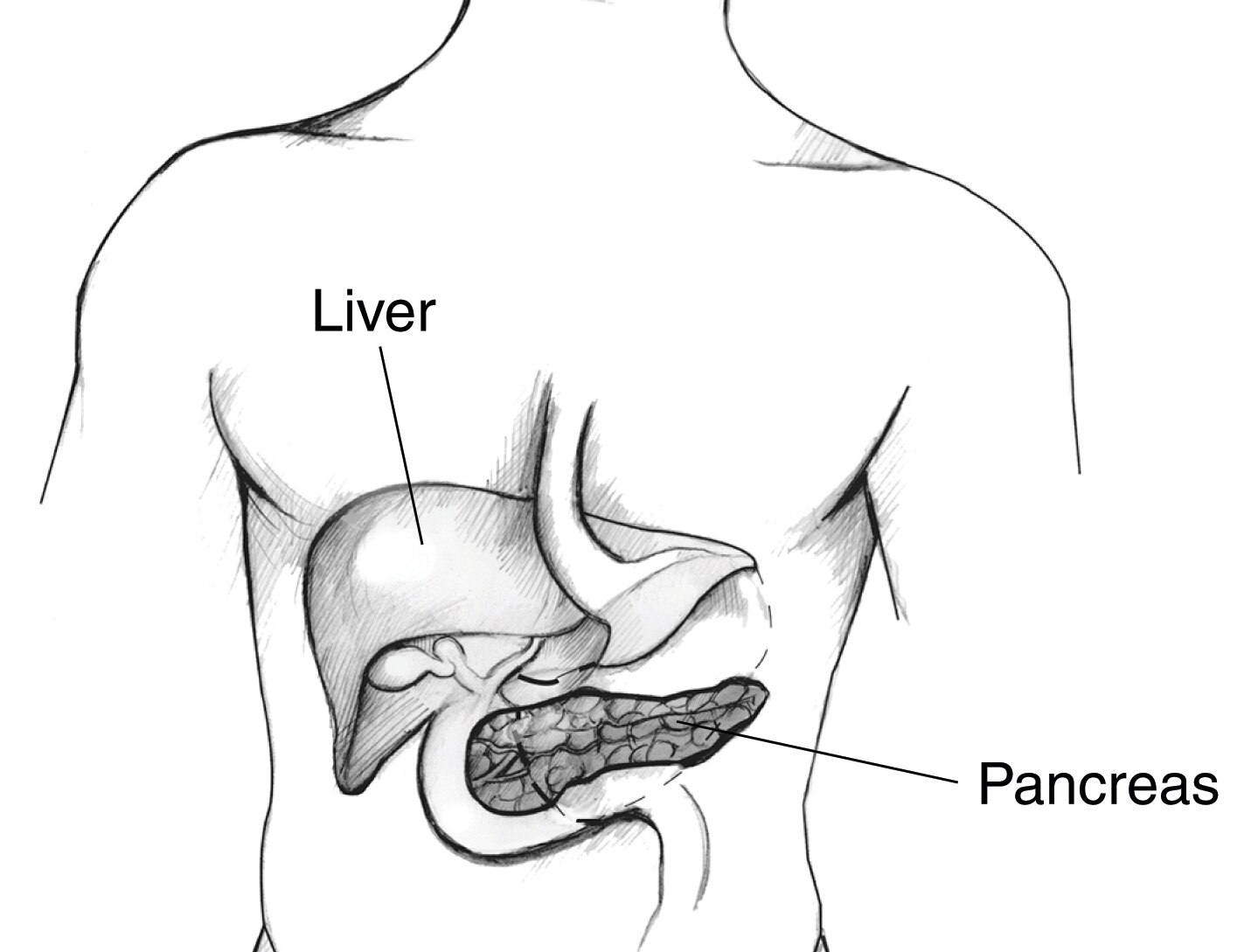 The Endocrine Pancreas | Anatomy and Physiology II