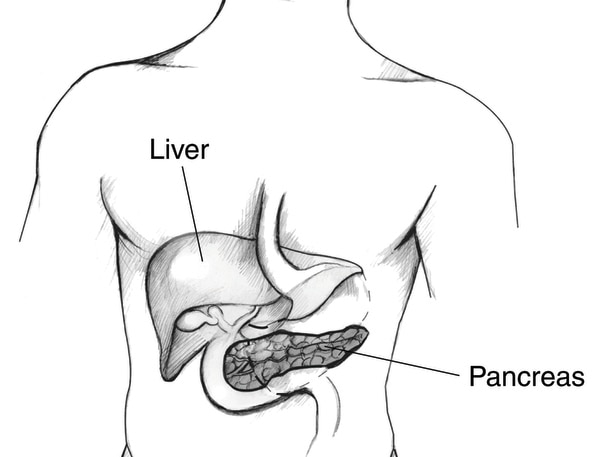 Drawing of a torso showing the labeled liver and pancreas .