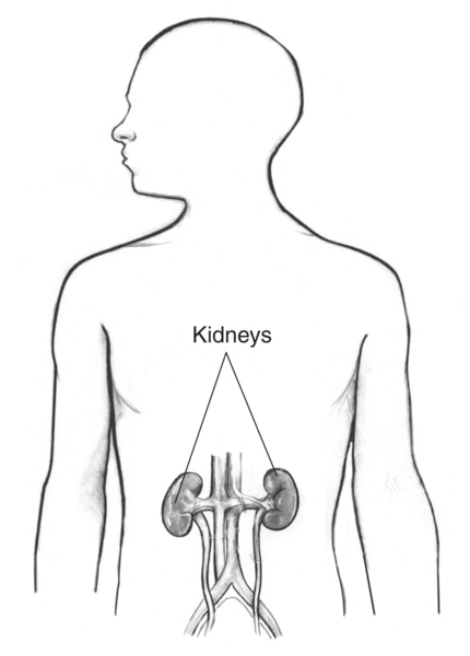 Drawing of the kidneys labeled in the outline of a male body.