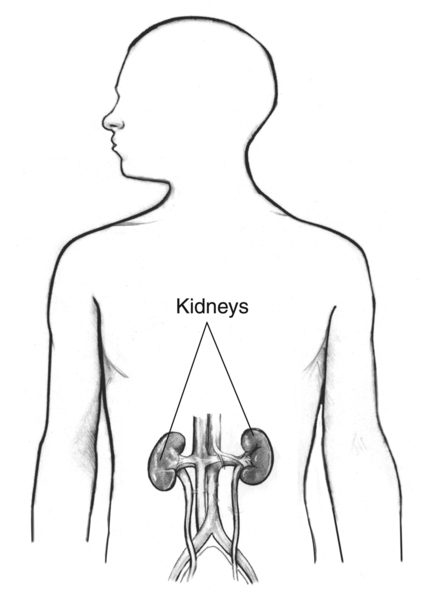 Drawing of the kidneys labeled in the outline of a male body.