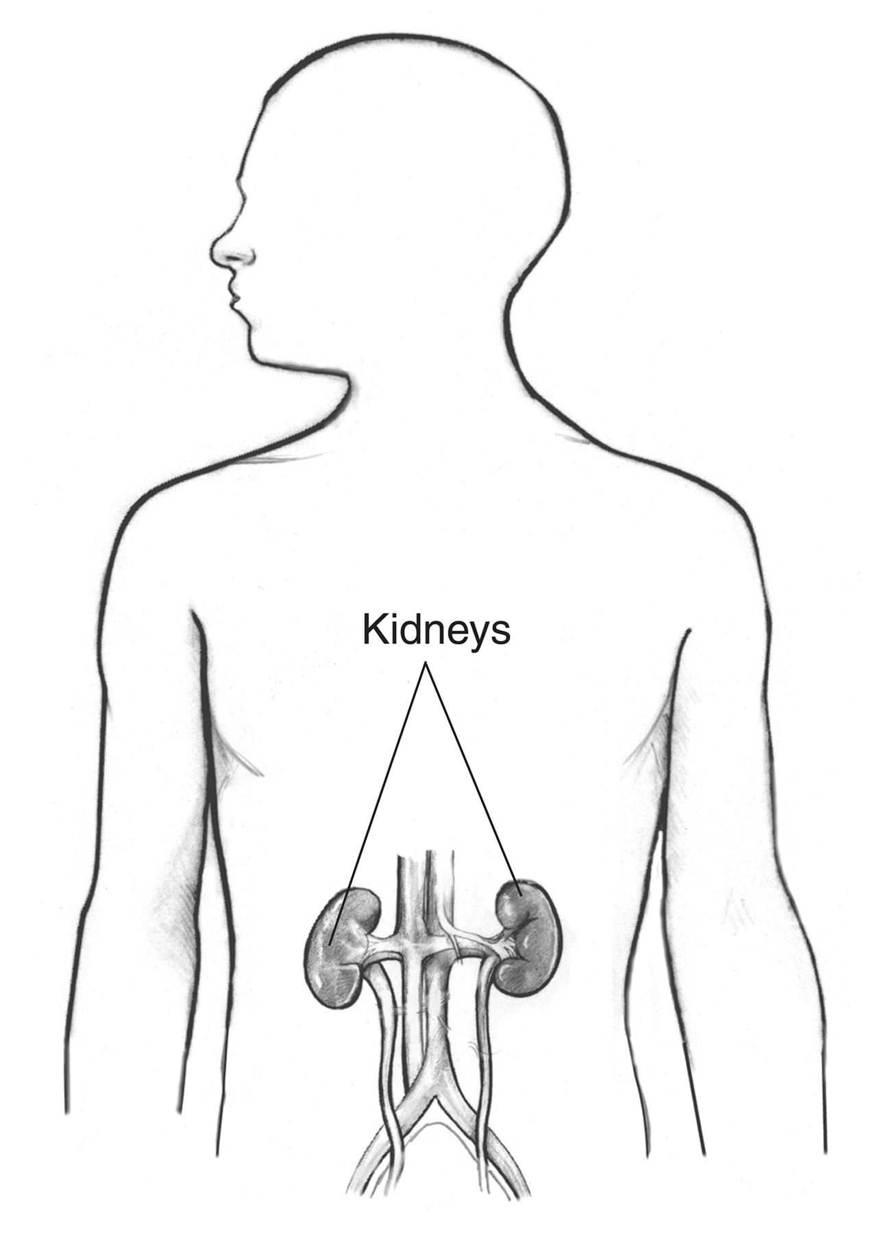 How Annie Campbell digitally painted this medical illustration of a kidney  — Learn Medical Art