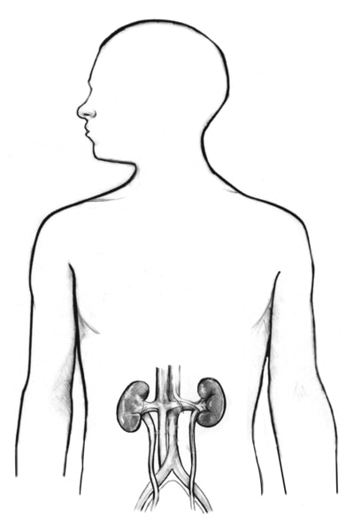 Drawing of the kidneys in the outline of a male body.