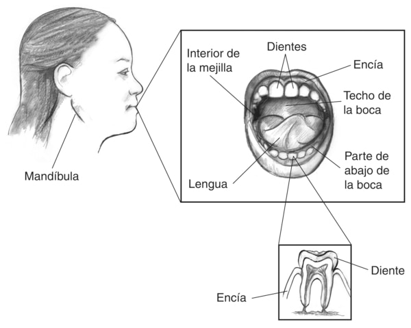 Dibujo del perfil de la cara de una mujer con la mandíbula marcada. Inserción de la boca con los dientes, encías, paladar de la boca, la parte inferior de la boca, lengua, y en el interior de la mejilla de etiquetado. Un segundo inserto de un diente con e