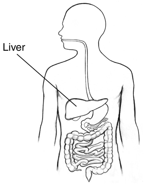 Drawing of the digestive tract inside the outline of a man’s torso with label pointing to the liver.