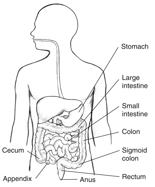 Illustration of the digestive tract within an outline of the top half of a human body. The appendix, cecum, colon, sigmoid colon, rectum, stomach, large intestine, small intestine, and anus are labeled.