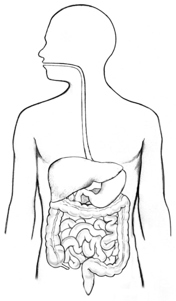 Illustration of the digestive tract within an outline of the top half of a human body.