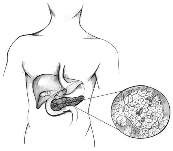 Drawing of a male torso showing the location of the liver and the pancreas with an enlargement of a pancreatic islet containing beta cells unlabeled.