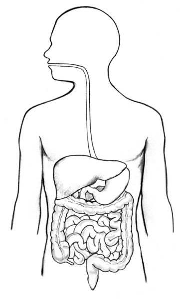 Illustration of the digestive tract within an outline of the top half of a human body. The mouth, esophagus, stomach, and small intestine not labeled.