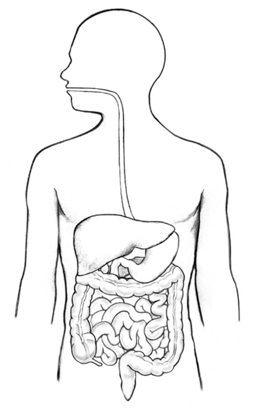 Illustration of the digestive tract within an outline of the top half of a human body. The mouth, esophagus, stomach, and small intestine not labeled.