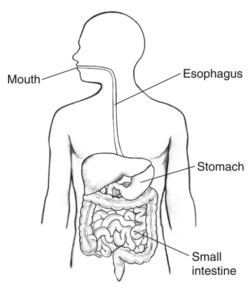 Digestive Tract Mouth Esophagus Stomach Small Intestine Labeled digestive-tract-mouth-esophagus-stomach-small-intestine-labeled