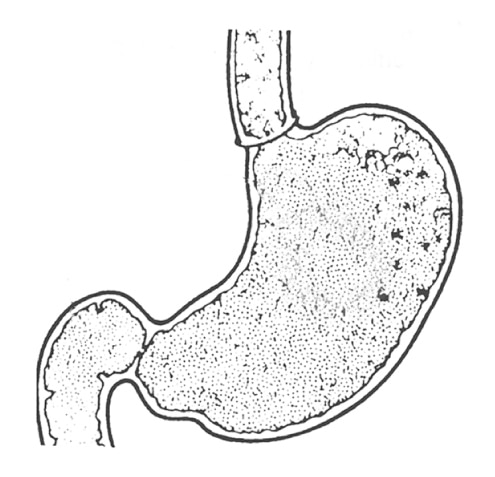Drawing showing cross section of stomach.