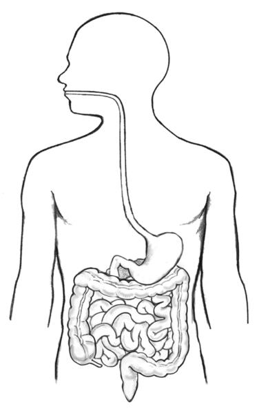 Drawing of the digestive tract within an outline of the top half of a human body.