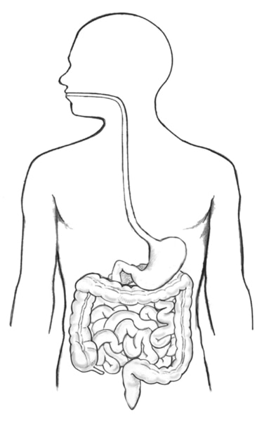 Drawing of the digestive tract within an outline of the top half of a human body.