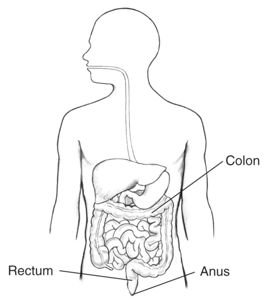 Drawing of the digestive tract within an outline of the top half of a human body. The colon, rectum, and anus are labeled.