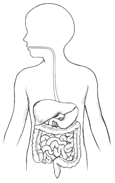 Drawing of the digestive tract within an outline of the top half of a child’s body.