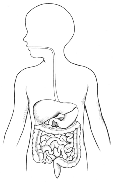 Human hand-drawn digestive system Royalty Free Vector Image