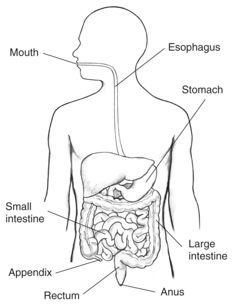 Drawing of digestive tract within an outline of the top half of a human body. The mouth, esophagus, stomach, small intestine, appendix, large intestine, rectum, anus are labeled.