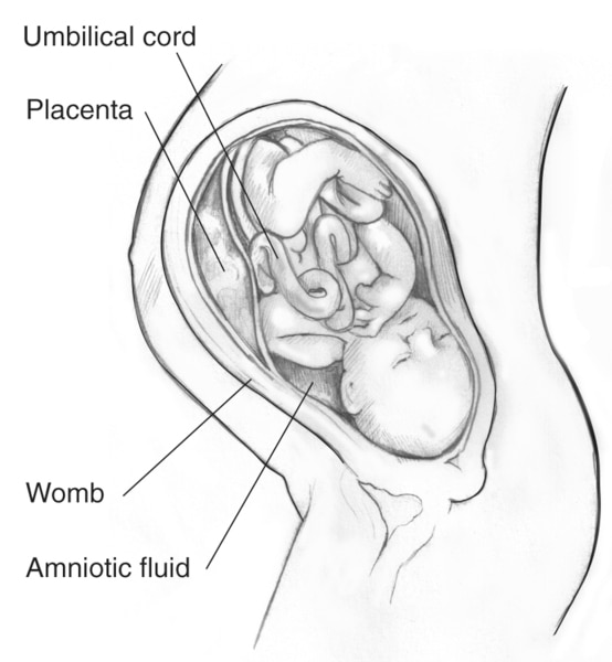 Side-view drawing of a developing baby in the womb in the outline of the mother. The umbilical cord, placenta, womb, and amniotic fluid are labeled.