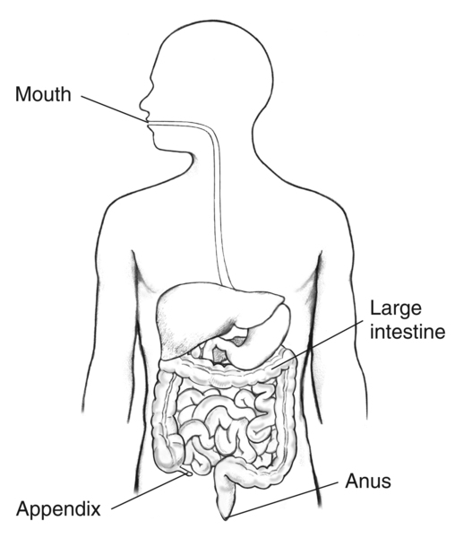 Drawing of the gastrointestinal tract. The mouth, large Intestine, appendix and anus are labeled.
