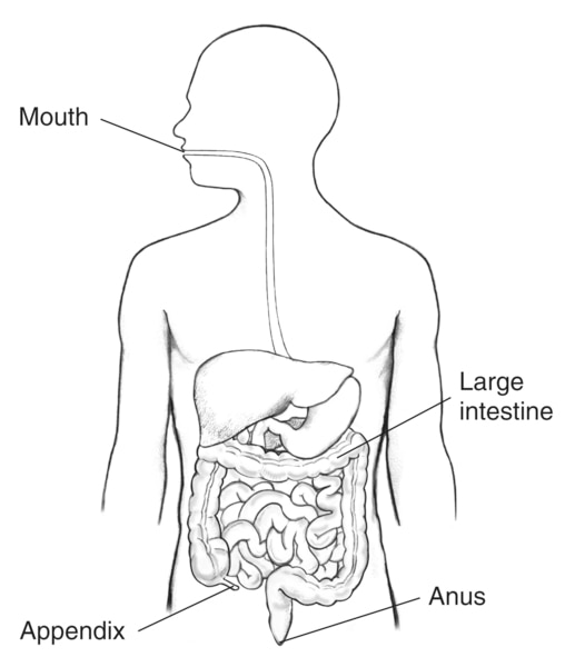 Drawing of the gastrointestinal tract. The mouth, large Intestine, appendix and anus are labeled.