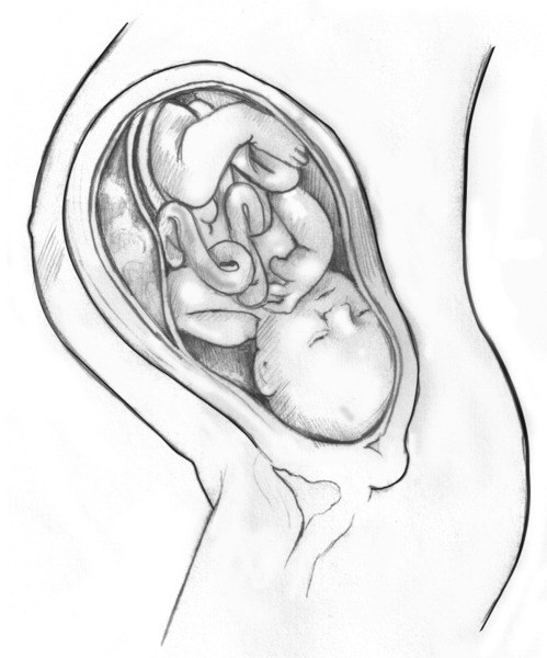 Side-view drawing of a developing baby in the womb in the outline of the mother.