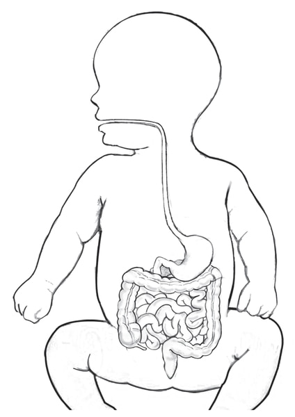 Drawing of the digestive tract within an outline of the top half of an infant’s body.