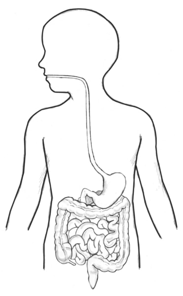 Drawing of the digestive tract within an outline of the top half of a child’s body.