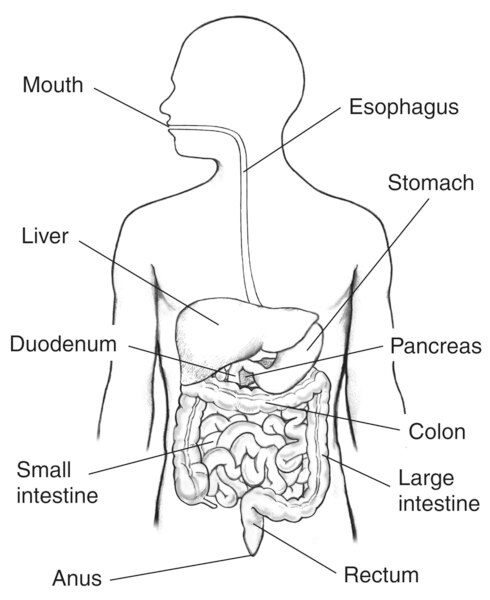 Drawing of the digestive tract within an outline of the top half of a human body.