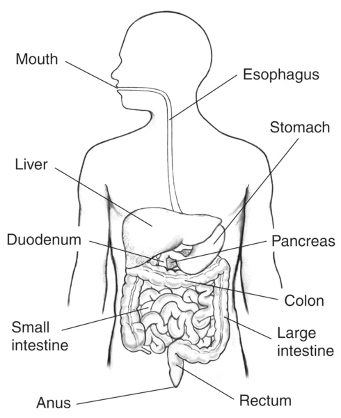 Drawing of the digestive tract within an outline of the top half of a human body.