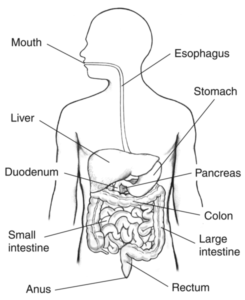Upper Gastrointestinal Tract