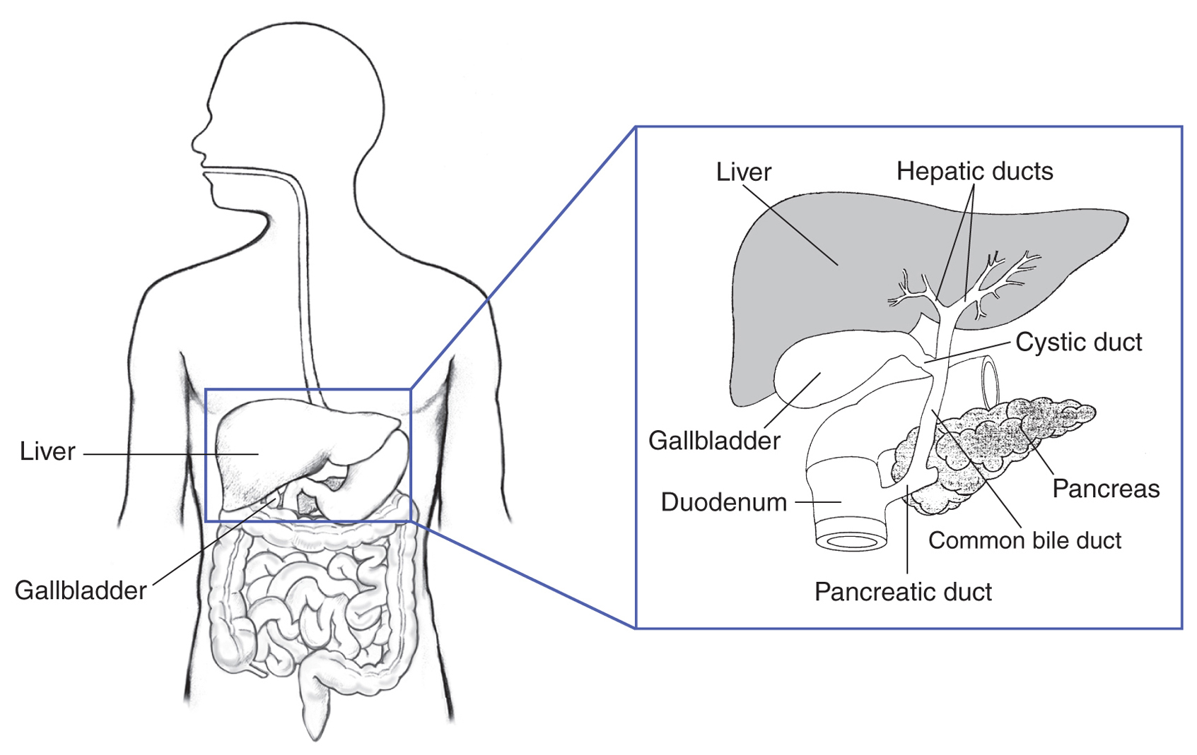 Common Bile Duct Model