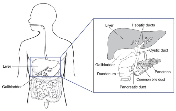 Drawing of the biliary system, with the liver, gallbladder, duodenum, pancreatic duct, common bile duct, pancreas, cystic duct, and hepatic ducts labeled.
