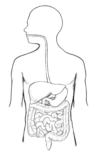Drawing of the biliary system, with the liver, gallbladder, duodenum, pancreatic duct, common bile duct, pancreas, cystic duct, and hepatic ducts.