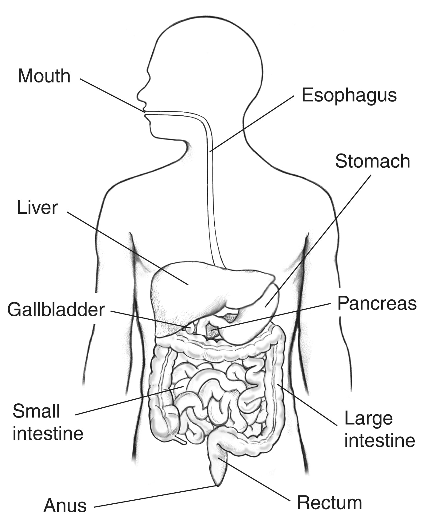Digestive tract within outline of male body, with labels pointing to small  intestine, large intestine, and colon - Media Asset - NIDDK