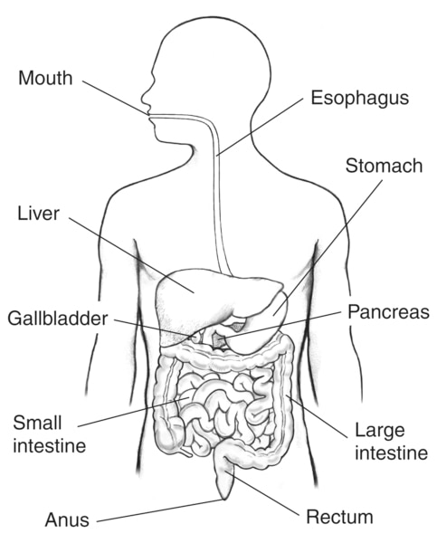 The digestive system with sections labeled: mouth, esophagus, liver, stomach, gallbladder, pancreas, small intestine, large intestine, rectum, and anus.