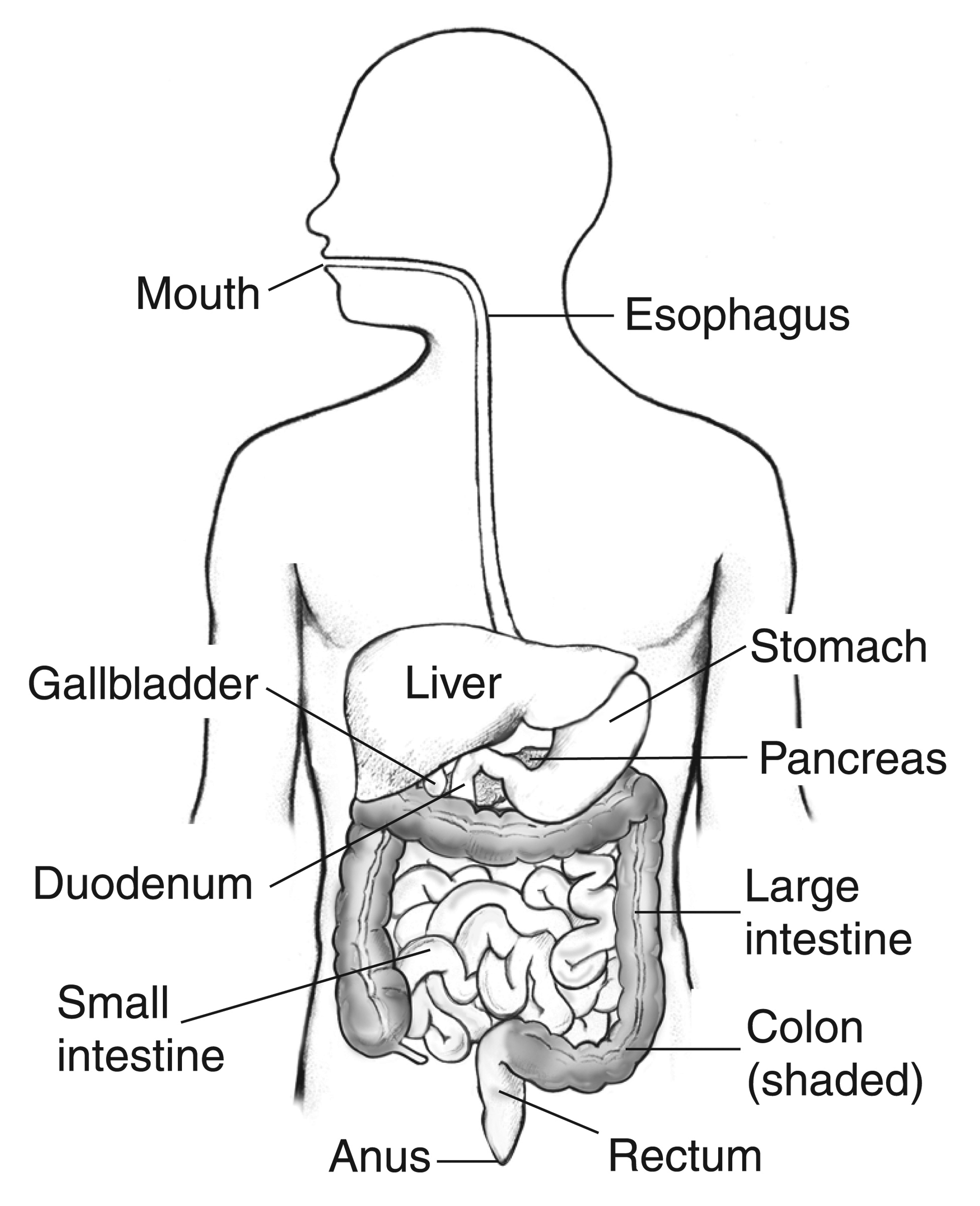 Illustration of the digestive system inside the outline of a man s